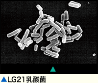 特許取得のLG21乳酸菌