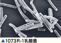 明治が選び抜いた1073R-1乳酸菌