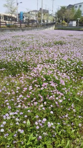 吹田の蓮華草